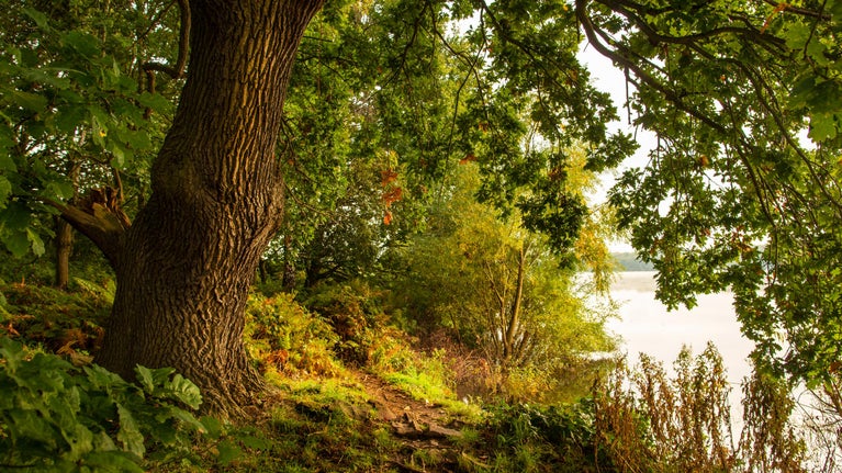 An oak tree catching the autumn light at Staunton Harold, Derbyshire